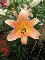 [5193 Zelmira VWS No02.JPG]